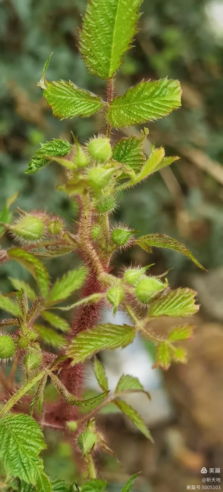 植物观赏 红腺悬钩子,土名尿桶泡